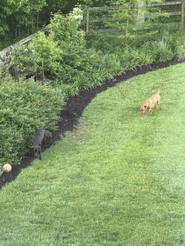 Customer photo 1 of the EGO Z6 52-inch zero turn mower